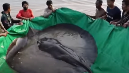 IMA VIŠE OD 300 KILA Ulovljena najveća riba svih vremena (FOTO/VIDEO)