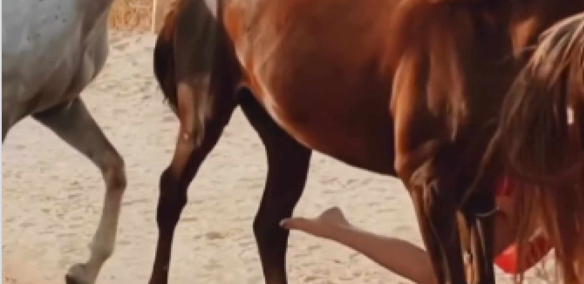 KRDO KONJA PREŠLO PREKO DEVOJKE Uznemirujući snimak se širi društvenim mrežama (VIDEO)