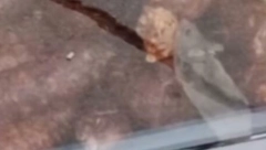 NAKON SNIMKA KAKO MIŠ JEDE KOBASICU U VITRINI, OGLASIO SE VLASNIK Mesara odmah zatvorena (FOTO)