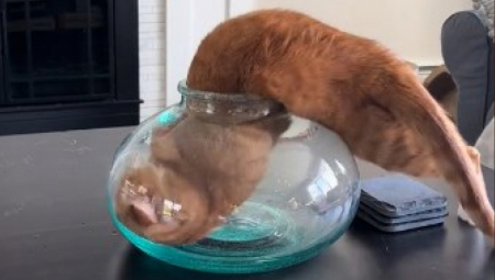 KAKVA MAČKA, OVO MORATE VIDETI Više od 120 miliona pregledalo video koji će vas nasmejati do suza