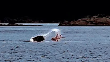 NEVIĐEN OBRAČUN U KANADI Pokušala je da ga uhvati za glavu i zadavi, ali bezuspešno (VIDEO)