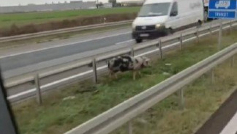 URNEBESNA KOMEDIJA! Putari jure prase koje se švrćka po auto-putu