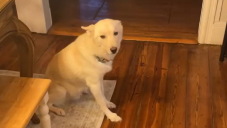 "OVO SAM ZATEKAO KADA SAM DOŠAO KUĆI..." Snimak koji je uznemirio milione ljudi, pas hitno odveden kod veterinara (VIDEO)