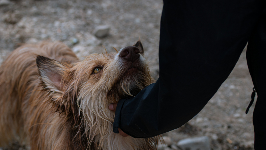 OVO JE KAZNA KOJA PRETI VETERINARU KOJI JE HTEO DA USPAVA ZDRAVOG PSA U BORČI Užas sprečen u poslednjem trenutku, životinja spremna za udomljavanje