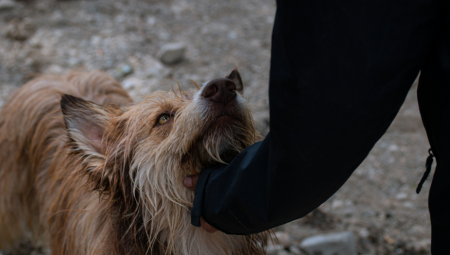 OVO JE KAZNA KOJA PRETI VETERINARU KOJI JE HTEO DA USPAVA ZDRAVOG PSA U BORČI Užas sprečen u poslednjem trenutku, životinja spremna za udomljavanje