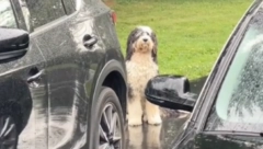 "OVO SLAMA SRCE"  Snimak koji je rasplakao svet pogledalo preko 22 miliona ljudi (VIDEO)