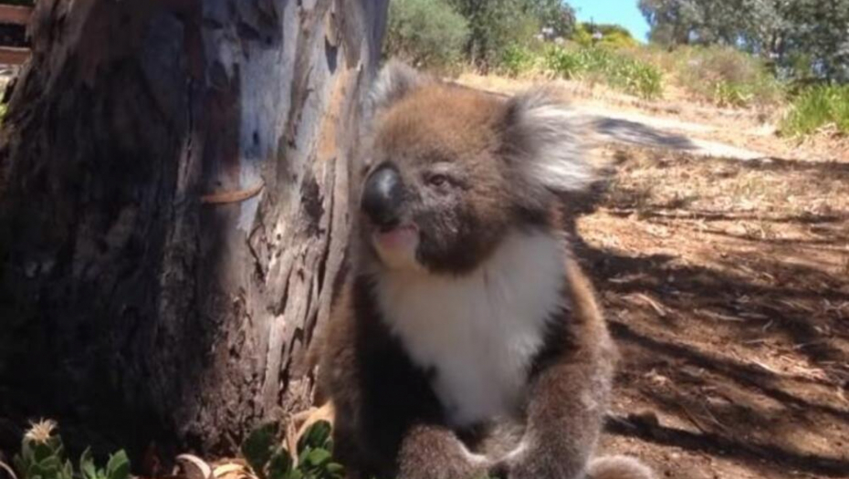 SCENA KOJA LOMI SRCA Koala se popela na drvo, a tu ju je dočekao siledžija (VIDEO)