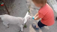 LOPOV UKRAO JAGNJE IZ DVORIŠTA I ZAKLAO GA PORED OGRADE Majka ogorčeno poručila, "samo da znaš da ga je othranilo trogodišnje dete"