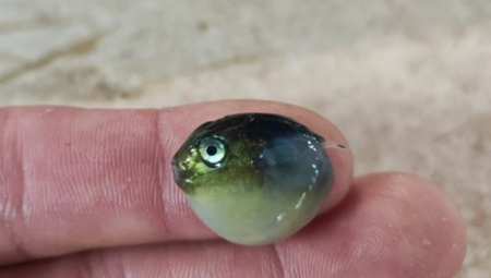 OPŠTA PANIKA U SPLITU U Jadranu se odomaćila otrovna riba, ako vidite ne dirajte