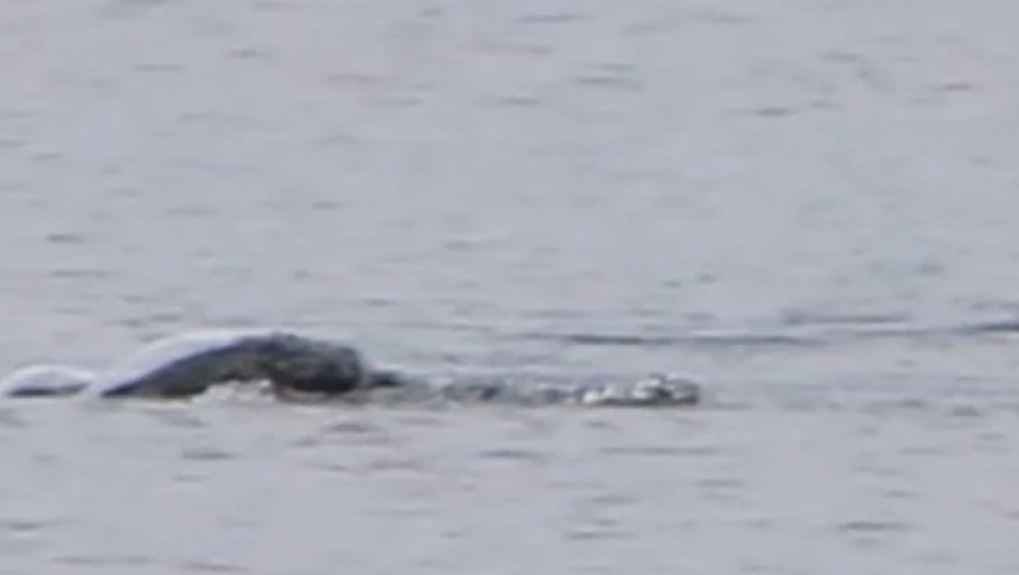 "ŠTA JE OVO" Lovac na čudovište iz Loh Nesa zabeležio neverovatan snimak: "U trenutku se pretvorilo u torpedo" (VIDEO)