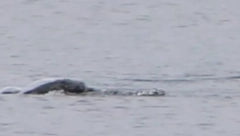 "ŠTA JE OVO" Lovac na čudovište iz Loh Nesa zabeležio neverovatan snimak: "U trenutku se pretvorilo u torpedo" (VIDEO)
