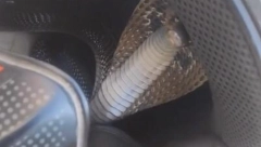 SMRTONOSNI KOBRA SPREMA SE ZA NAPAD Prišao je da je snimi, a onda ga sačekalo neprijatno iznenađenje (VIDEO)