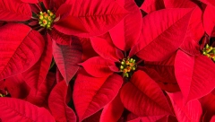 BOŽIĆNA ZVEZDA Raskošan praznični cvet privlači ljubav i sreću, evo gde treba da se drži u kući