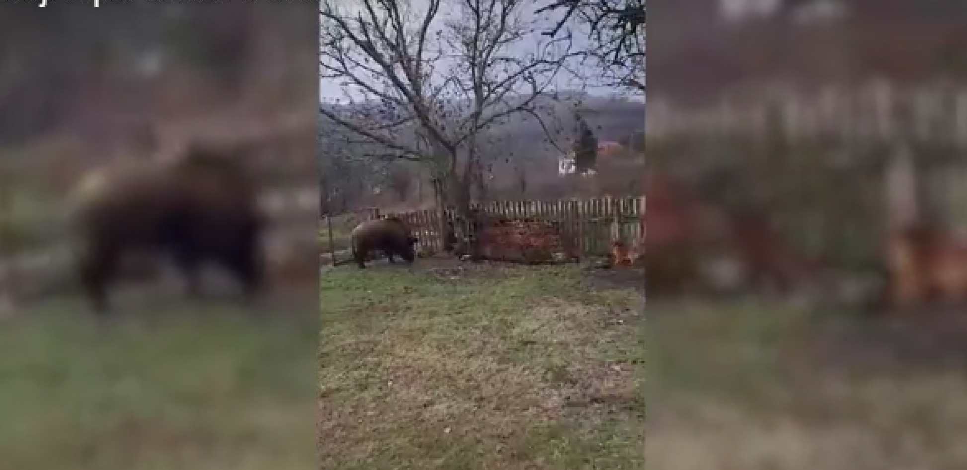 PANIKA U BLACU, KROZ DVORIŠTE IM PROJURILO ČUDOVIŠTE Jedan meštanin uspeo da snimi grdosiju