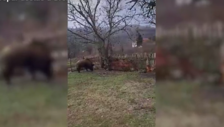 PANIKA U BLACU, KROZ DVORIŠTE IM PROJURILO ČUDOVIŠTE Jedan meštanin uspeo da snimi grdosiju