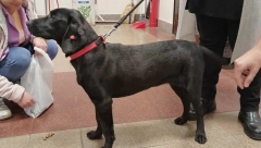 Crna dobila bezgraničnu ljubav 400 đaka: Ide i na časove, sedi pored table - U Gimnaziji napuštena labradorka našla topli dom