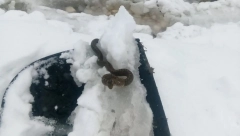 PREMA NARODNOM VEROVANJU OVO JE LOŠ PREDZNAK Viđena zmija na snegu