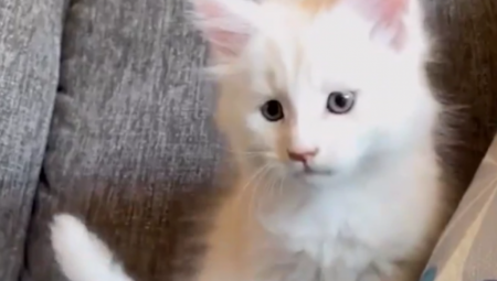 MALA MACA IZRASLA U OGROMNU ZVER Ne može da stane vlasnici u naručje, svi se prepadnu kad je vide (FOTO)