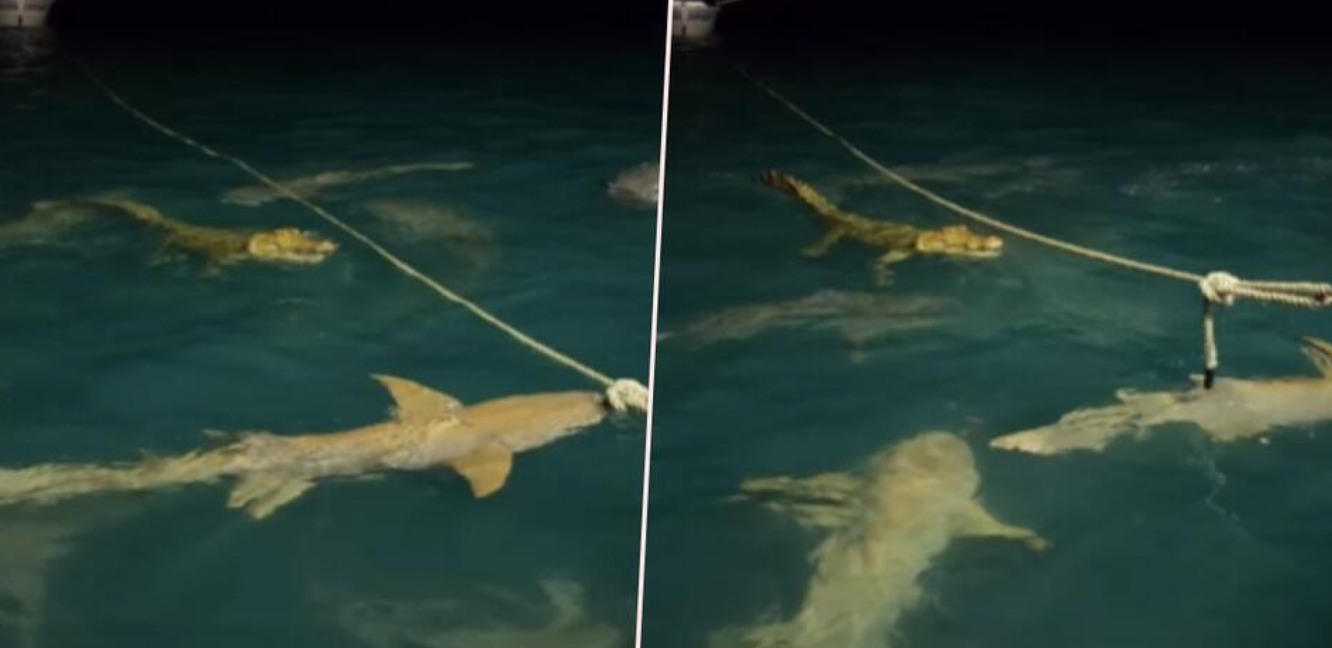 AJKULE OPKOLILE KROKODILA, REPTIL BROJČANO NADJAČAN Obračun predatora zabeležen na kameri (VIDEO)