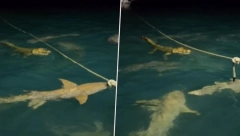 AJKULE OPKOLILE KROKODILA, REPTIL BROJČANO NADJAČAN Obračun predatora zabeležen na kameri (VIDEO)