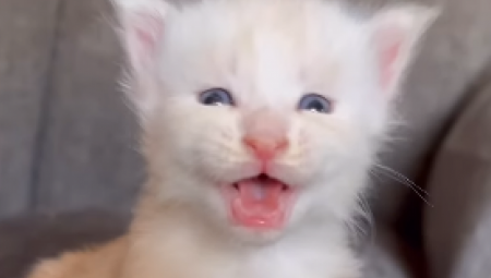 DEVOJKA KUPILA MAČE, A POSLE 9 MESECI GA NE PREPOZNAJE Niko ne shvata kako je izraslo u ovakvu zver