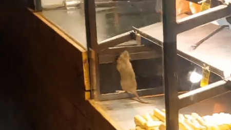 VIŠE OD 100.000 PACOVA U CENTRU BEOGRADA Stručnjaci otkrivaju zašto su se glodari sada pojavili i koliko su opasni