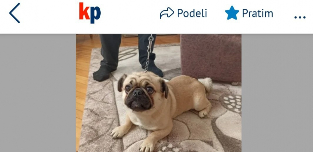 KRADU PSE PA PRODAJU PREKO OGLASA! Evo kako ih reklamiraju i to bez imalo srama!