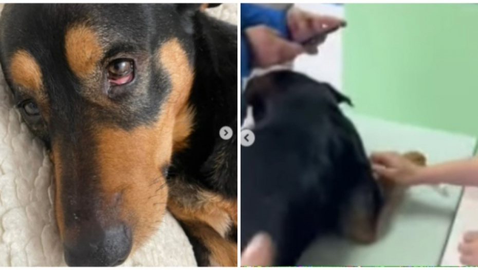 OGLASILA SE AMBULANTA IZ BORČE U KOJOJ SU UMALO USPAVALI ZDRAVOG PSA Ovo je njihov odgovor "Spasen je u zadnji čas"