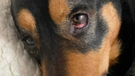 SNIMAK KOJI JE RASPLAKAO SRBIJU Deca tražila da se uspava pas koji im je ostao posle majčine smrti, već primio injekciju kad se desio preokret