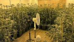 GAJILI MARIHUANU NA PLANTAŽI KOD BAČKE PALANKE Policija uhapsila četiri osobe sa ovog područja