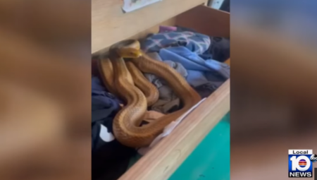 PORODICA OTVORILA FIOKU ZA ČARAPE I DOŽIVELA ŠOK Usledio jeziv ugriz zmije! (VIDEO)