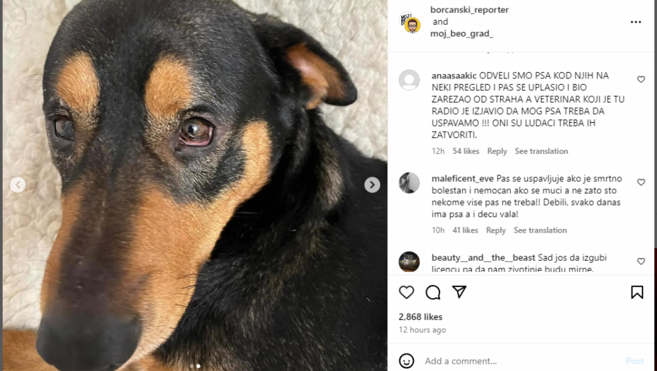 "JOŠ SAMO DA IZGUBI LICENCU PA DA NAM ŽIVOTINJE BUDU MIRNE" Borčani "udarili" na veterinara koji je hteo da uspava zdravog psa, prijave samo pljušte