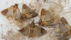 DA TI SE ZGADI ŽIVOT! Supermarket povukao jedan proizvod iz prodaje, u njemu su pronađeni moljci