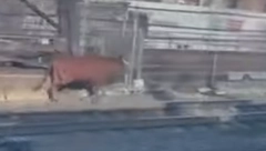 PUTNIKE ZATEKLA NEOČEKIVANA SCENA Bik napravio pometnju na železničkoj stanici (FOTO/VIDEO)