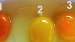 SVE ŠTO STE MISLILI DA ZNATE, PADA U VODU Prema boji žumanceta, pogodite koje jaje je najzdravije