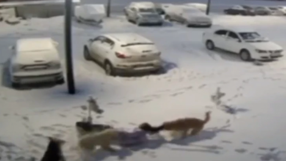 LUTALICE NAPALE DVOJČICU Oborili je na zemlju, pa izujedali po glavi i celom telu (UZNEMIRUJUĆI VIDEO)
