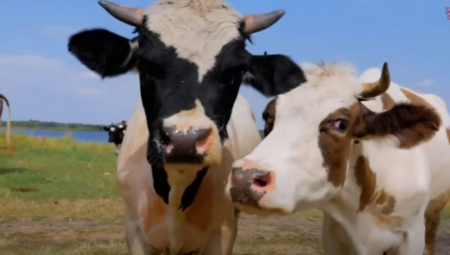 BOLESNIK 7 GODINA SILOVAO TELAD: Noću kradom upadao u štalu, uhvatili ga spuštenih pantalona farmer i njegov sin
