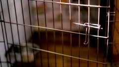 RODITELJI MENTALNO OBOLELU ĆERKU (29) GODINAMA DRŽALI U KAVEZU! Majka monstrum se pravdala JEZIVOM rečenicom!