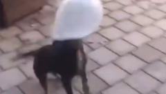 "VILICA I GLAVA SU RAZNESENE" Pored tela psa u Zaječaru pronađena petarda