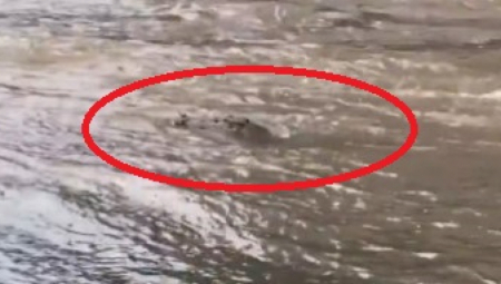 JEZIVI, KROKODILI PLIVAJU PO ULICI Stravični prizori snimljeni posle jakog nevremena