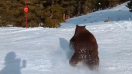MEDVED NA SKI STAZI! Jeziva scena na poznatom skijalištu: Zver se zaletela, pa prestravila posetioce (VIDEO)
