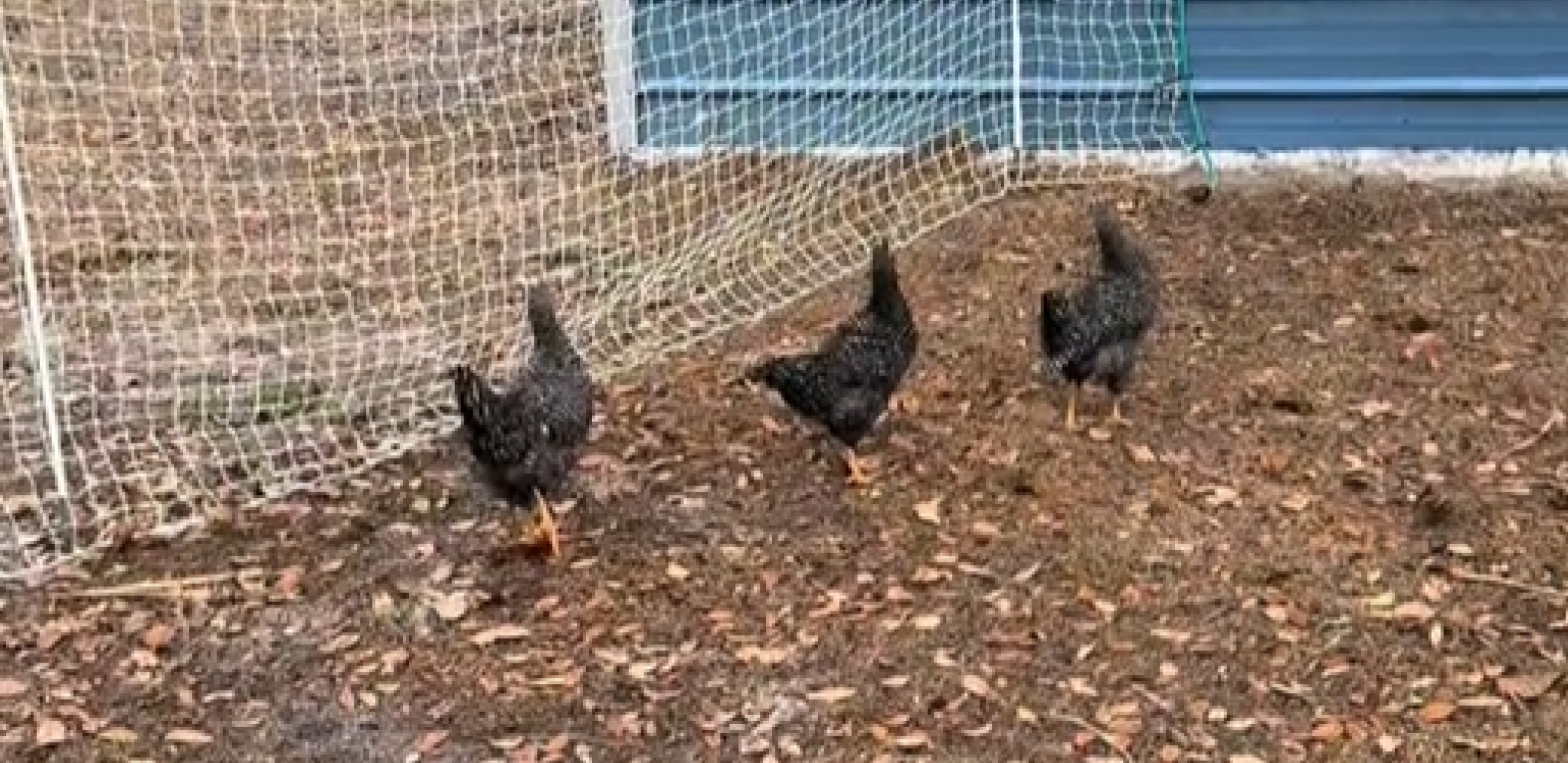 ŠTA JE SA KOKOŠKAMA? Domaćica ih poziva na "ručak", one se "zalede" (VIDEO)