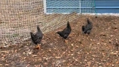ŠTA JE SA KOKOŠKAMA? Domaćica ih poziva na "ručak", one se "zalede" (VIDEO)