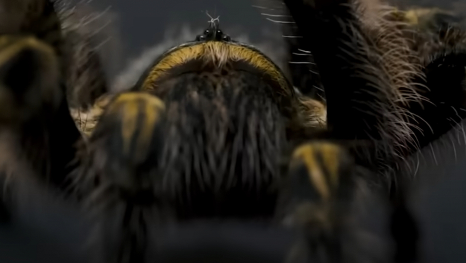 TAJNA DLAKAVIH PAUKA Zašto su tarantule toliko maljave?