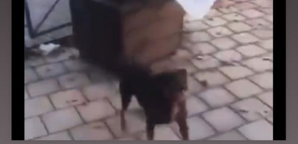 ZAPENILA NAKON BRUTALNOG UBISTVA PSA U ZAJEČARU Pevačica ne može da sakrije bes, poručila javno ove reči!
