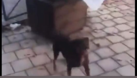 ZAPENILA NAKON BRUTALNOG UBISTVA PSA U ZAJEČARU Pevačica ne može da sakrije bes, poručila javno ove reči!