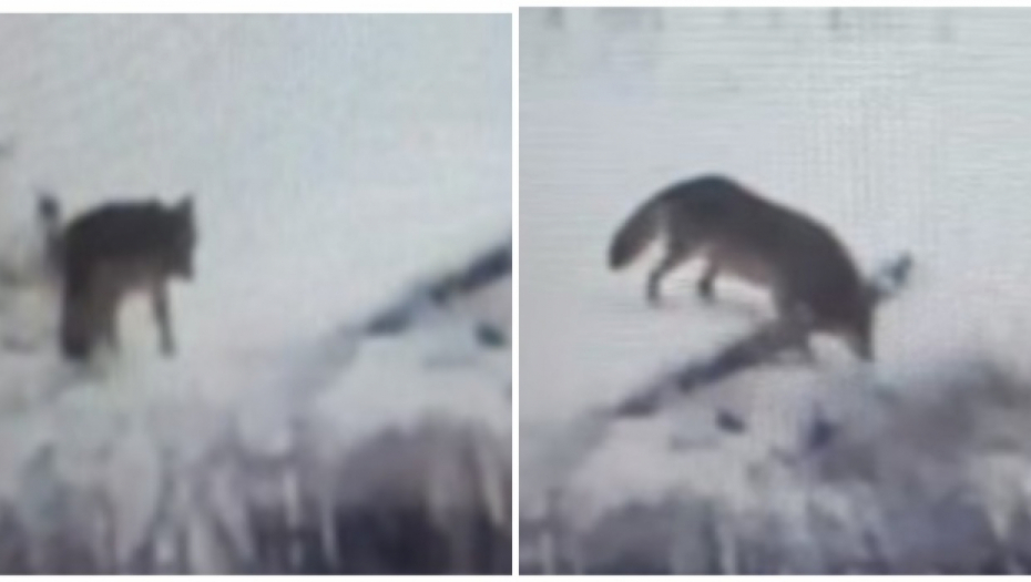 ČOPOR VUKOVA PREPLIVAO DRINU Ljudi u panici jer su ZVERI GLADNE!