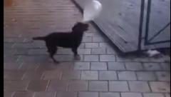 PRIVEDENI DEČACI KOJI SU PSU STAVILI PETARDU U USTA Odmah priznali monstruozno delu: Jednom  ocu pozlilo