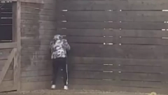 ŠA LOMI OGRADU I BEŽI IZ ELITE NIko ne može da ga zaustavi, reper van sebe!