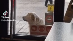 OVDE ŽIVE LJUDI TOPLOG SRCA U jednom gradu u Srbiji postoji lokal gde psi mogu da se sklone se ogreju